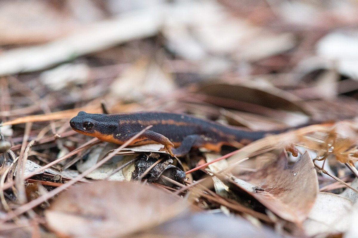 落ち葉の上を歩くオキナワシリケンイモリ（Cynops ensicauda popei）。黒褐色の体に橙色の線があり、お腹の縁と指先が橙色