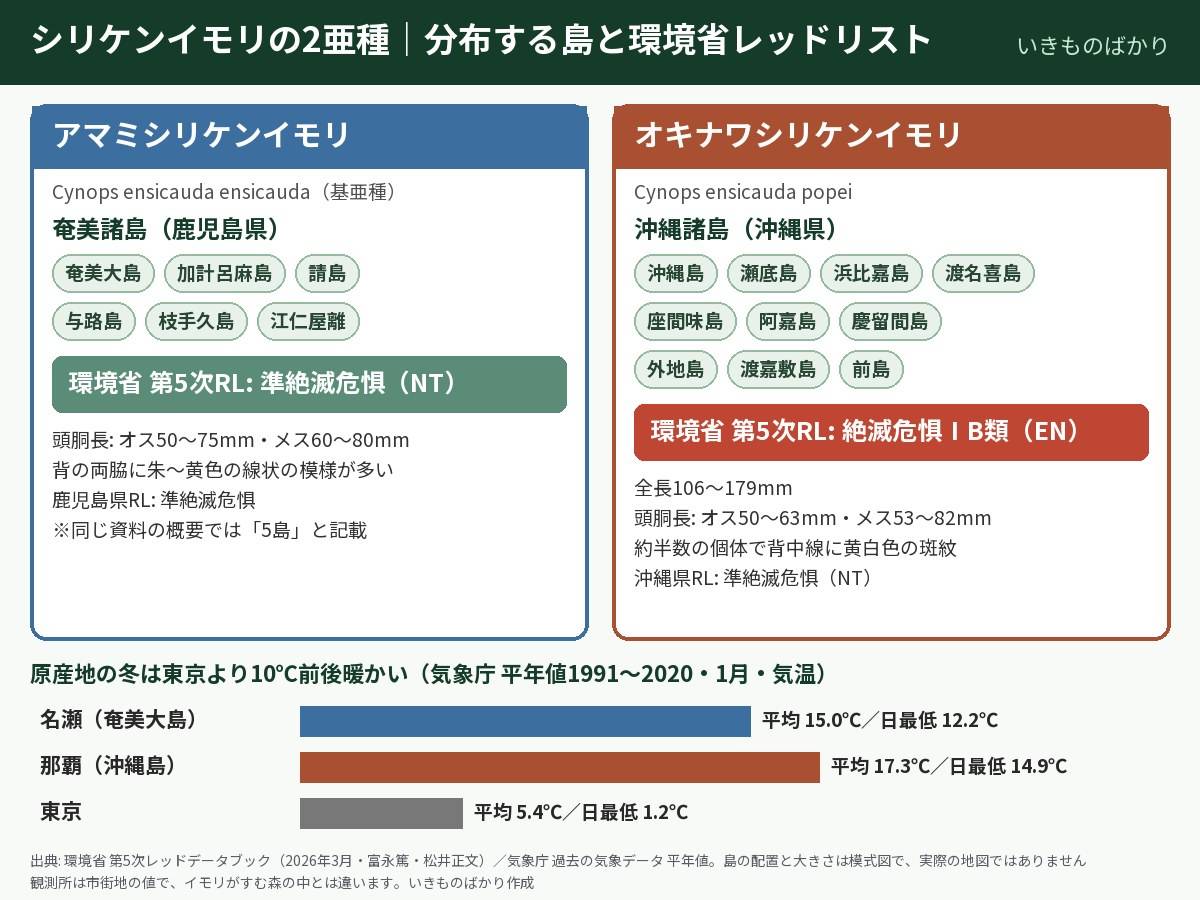 シリケンイモリの2亜種の図解。アマミシリケンイモリは奄美諸島の奄美大島・加計呂麻島・請島・与路島・枝手久島・江仁屋離に分布し環境省第5次レッドリストで準絶滅危惧。オキナワシリケンイモリは沖縄島・瀬底島・浜比嘉島・渡名喜島・座間味島・阿嘉島・慶留間島・外地島・渡嘉敷島・前島に分布し絶滅危惧ⅠB類。1月の平均気温は名瀬15.0℃、那覇17.3℃、東京5.4℃