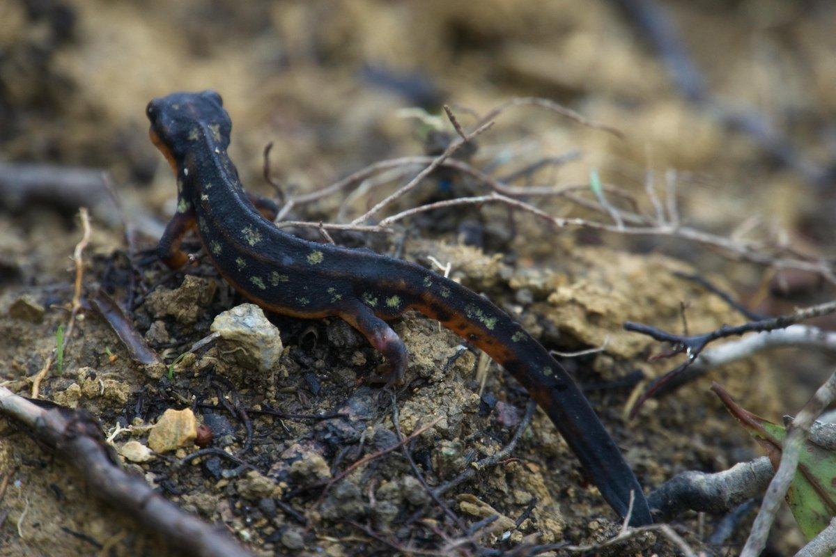 シリケンイモリ（Cynops ensicauda）の写真
